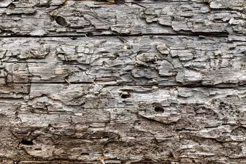 Bark, tree, pine, trunk, texture, wood, pattern, background, abstract, Foto stock
