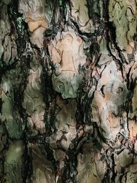 The bark of a tree is rough and has a lot of texture Stock-Fotos