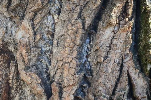 The bark of a tree is rough and has many cracks.  Stock Photos