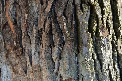The bark of a tree is rough and has a lot of texture. Stock Photos
