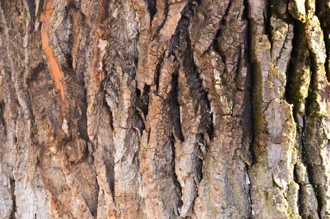 The bark of a tree is rough and has a lot of texture.  Stock Photos