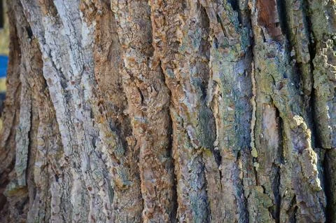 The bark of a tree is rough and has a lot of texture. Stock Photos