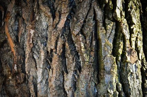 The bark of a tree is rough and has a lot of texture.  Stock Photos