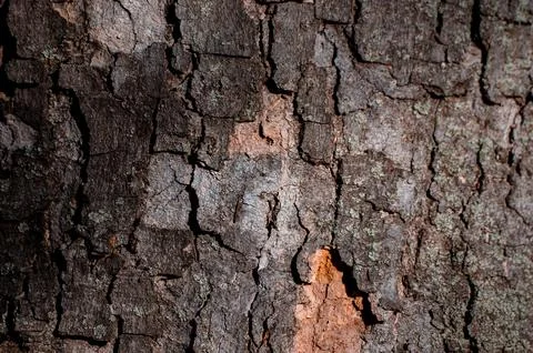 The bark of a tree is rough and has a lot of cracks.  Stock Photos