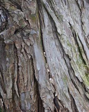 The bark of a tree is rough and has a lot of texture. Stock Photos