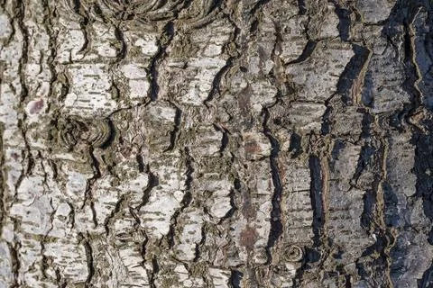 The bark of a tree is rough and has a lot of texture Stock-Fotos