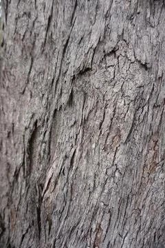 The bark of a tree is rough and textured Fotos de archivo