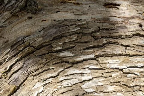 The bark of a tree is rough and textured Stock Photos