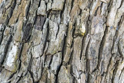The bark of a tree is rough and textured Stock Photos