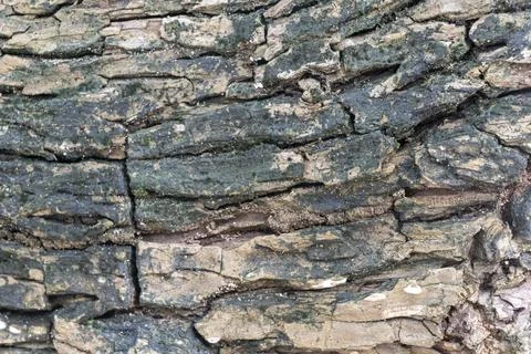 The bark of a tree is rough and textured 스톡 사진