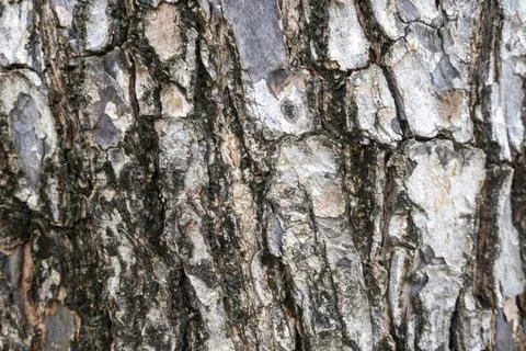 The bark of a tree is rough and textured. The bark is brown and has a few w.. Stock Photos