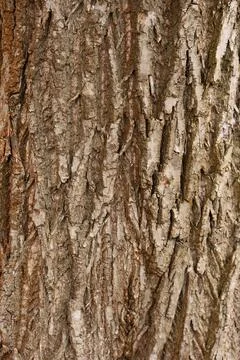 Bark of tree. Seamless brown tree bark texture Stock Photos