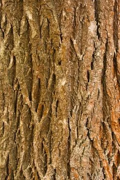 Bark of tree. Seamless brown tree bark texture Stock Photos
