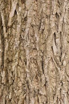 Bark of tree. Seamless brown tree bark texture Stock Photos