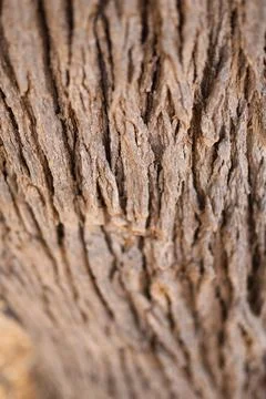Bark of tree. Seamless brown tree bark texture Stock Photos