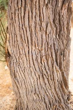 Bark of tree. Seamless brown tree bark texture Stock Photos