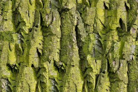 Bark of tree. Seamless Tileable Texture Stock Photos