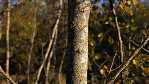 The bark of a tree in the setting sun. Leaves and bushes in blur. Видео 167159166