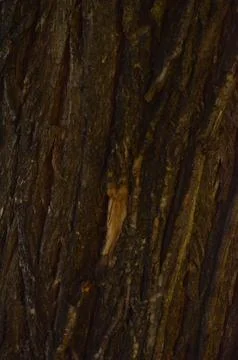 The bark of a tree is shown in a close up Stock Photos