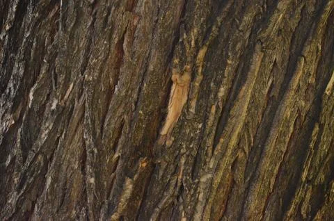 The bark of a tree is shown in a close up Stock Photos