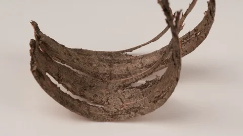 The bark of the tree. Slow motion. White background. 動画素材 129591192