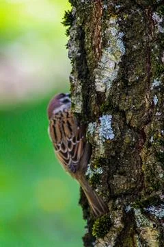 The bark of the tree. A sparrow is sitting on a tree Stock Photos