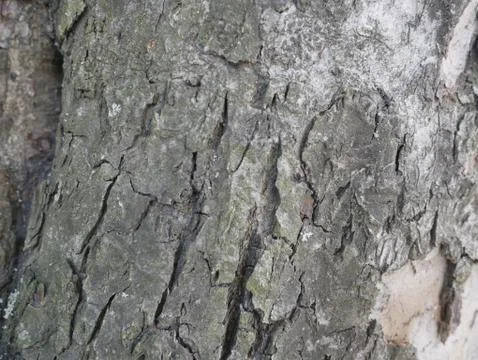 Bark of a tree with a structure. 写真素材