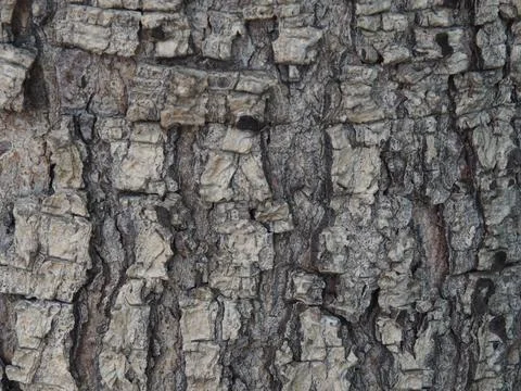 Bark tree surface as background Stock Photos