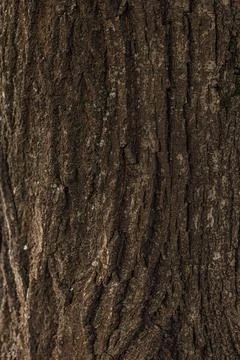 Bark of a tree surface close up Stock Photos