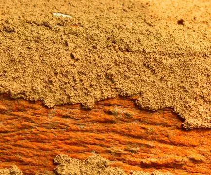 Bark of a tree with termite infestation. Half of the image shows the bark and Stock Photos