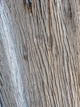 Bark tree texture and background, nature concept Stock Photos