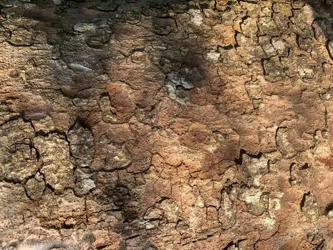 Bark tree texture background, Bark is outermost layers Stock Photos