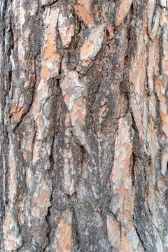 Bark of Tree Texture Background. Stock Illustration