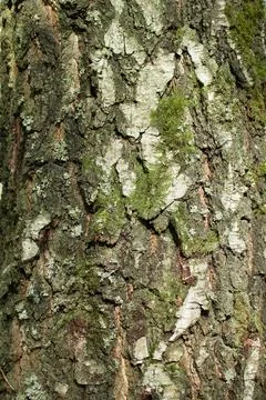 Bark tree texture background with moss Stock Photos