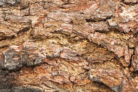 Bark Tree Texture Background Pattern Bark Tree Texture Background Pattern ... Stock Photos
