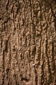 Bark Tree texture background Stock Photos