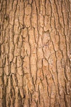 Bark Tree texture background Stock Photos