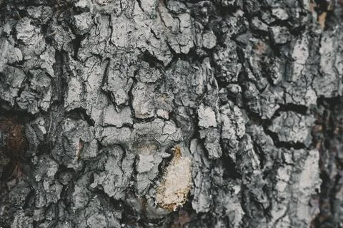 Bark of  tree texture background Stock Photos