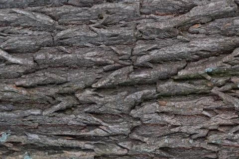 Bark of tree texture close-up Stock Photos