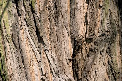 Bark tree texture close up photo with tree skin cracks. Stock Photos