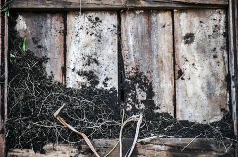 Bark tree texture with flower Stock Photos