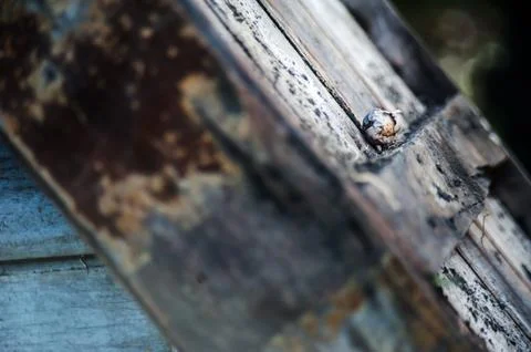 Bark tree texture with flower Stock Photos