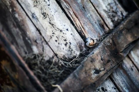 Bark tree texture with flower Stock Photos