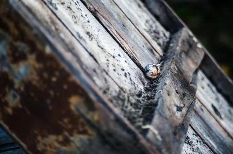 Bark tree texture with flower Stock Photos