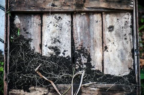 Bark tree texture with flower Stock Photos