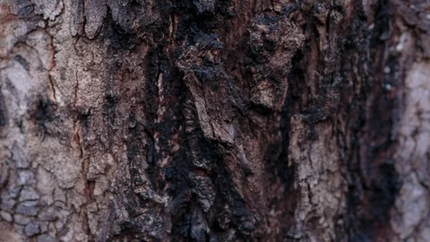 Bark tree texture Vidéo 94880132
