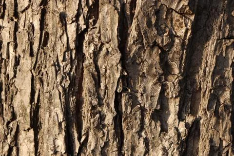 Bark of tree texture. Natural forest background. Foto stock