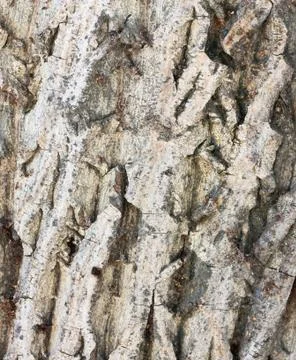 Bark of tree texture Stock Photos