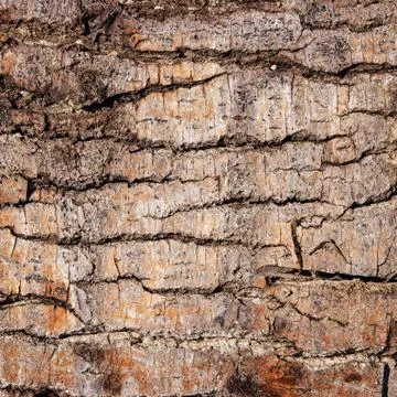 Bark of tree texture Stock Photos