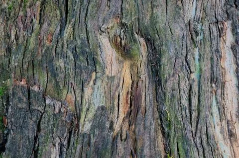 Bark of tree texture Stock Photos